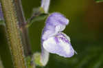 Hairy skullcap